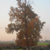 Un albero di Borgo Montone nelle 4 stagioni