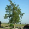 Un albero di Borgo Montone nelle 4 stagioni
