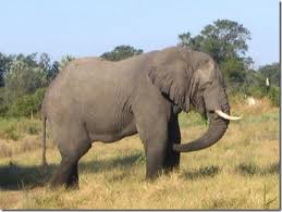 elefanteafricano